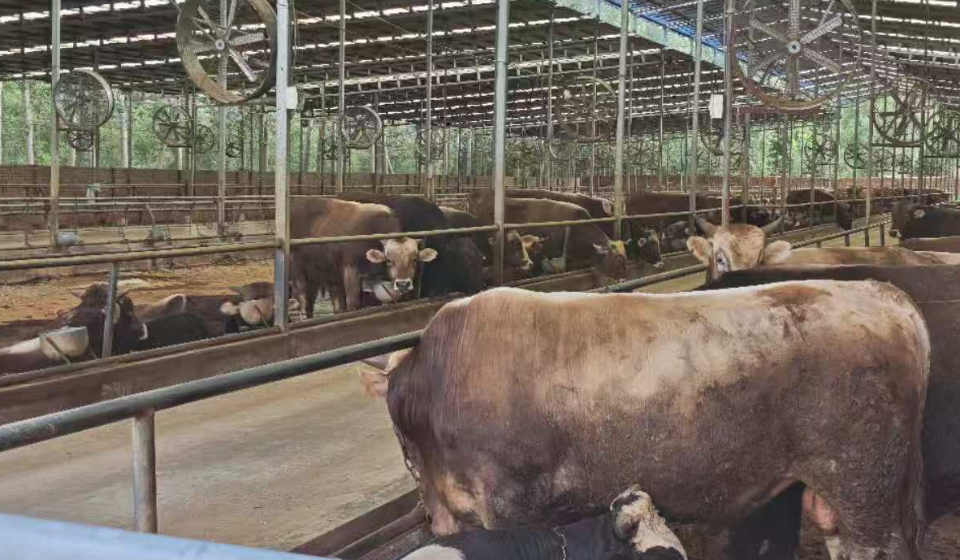 康德权